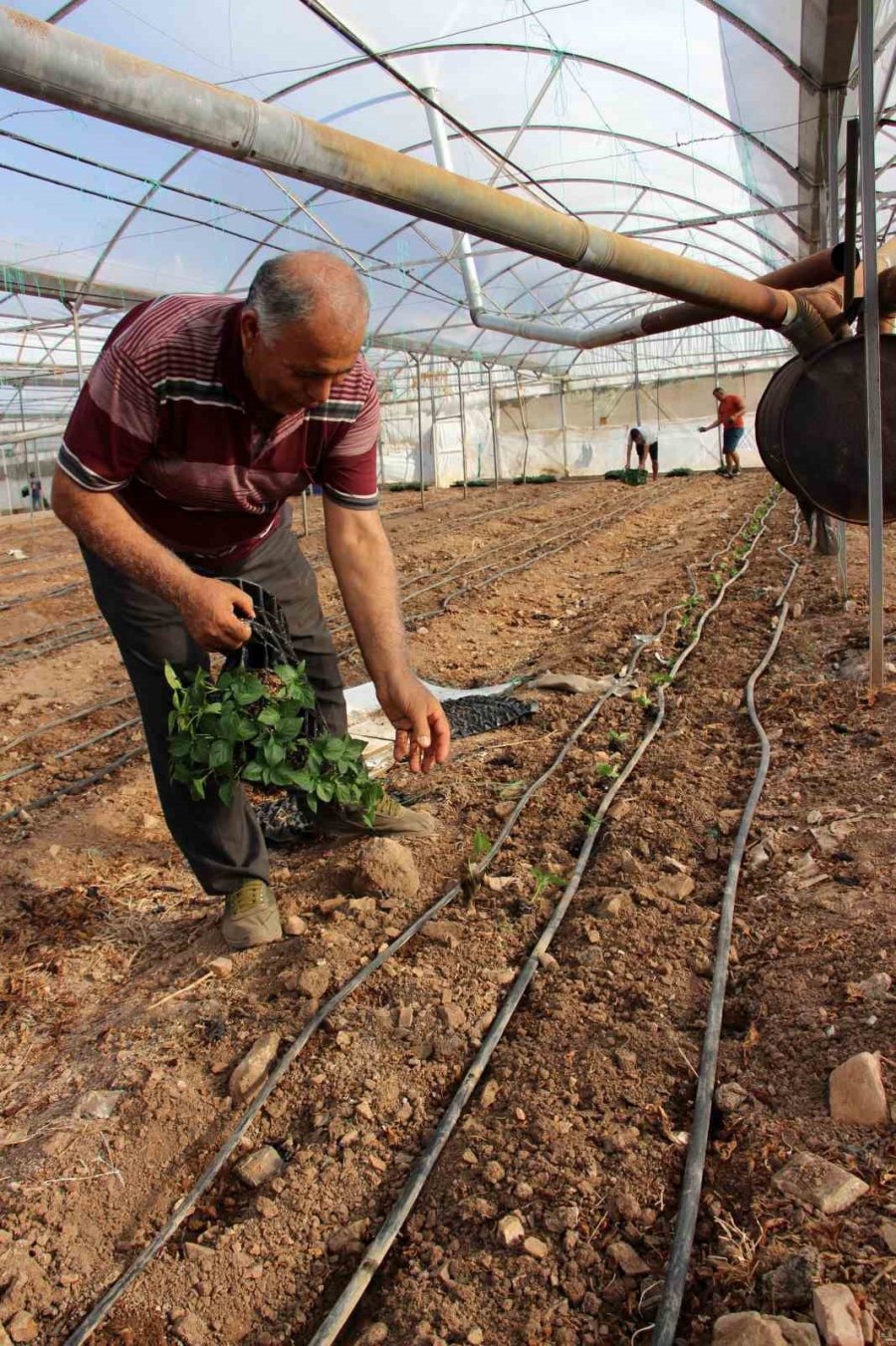 45 Bin Dekar Alanda 130 Milyon Fidan Toprakla Buluştu