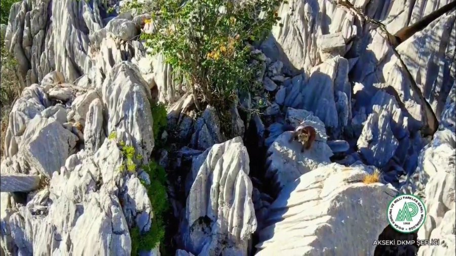 Antalya’da Anne Ayı Ve İkizleri Dron İle Görüntülendi