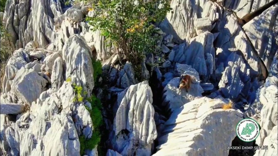 Antalya’da Anne Ayı Ve İkizleri Dron İle Görüntülendi