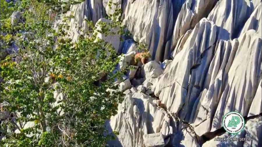 Antalya’da Anne Ayı Ve İkizleri Dron İle Görüntülendi