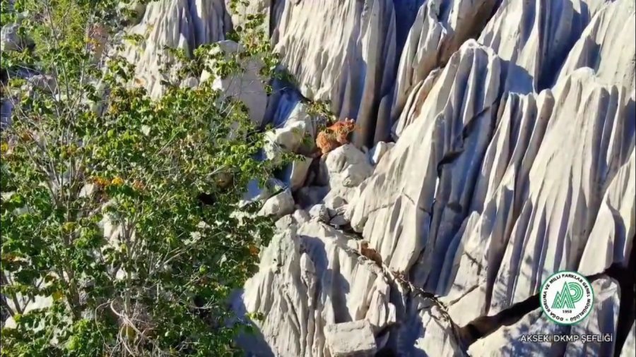 Antalya’da Anne Ayı Ve İkizleri Dron İle Görüntülendi