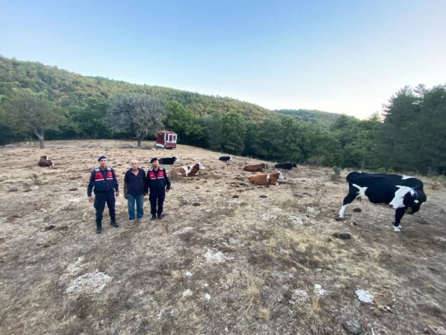 Kayıp 15 Büyükbaş Jandarma Tarafından Sahiplerine Teslim Edildi