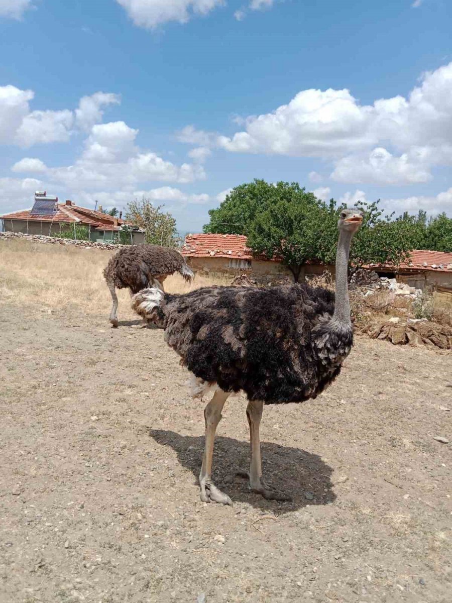 Eskişehir’de Hobi Bahçesindeki 2 Adet Deve Kuşu Firar Etti