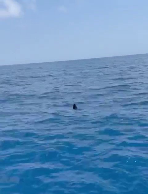 Doğum Yapan Köpek Balığı Sandılar, Gerçek Ay Balığı Çıktı