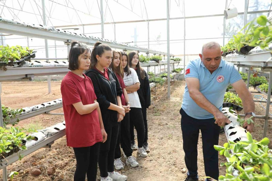 Sarıcakaya’da Çilekler, Topraksız Tarım Ve Su Kültürü Tekniği İle Yetişecek