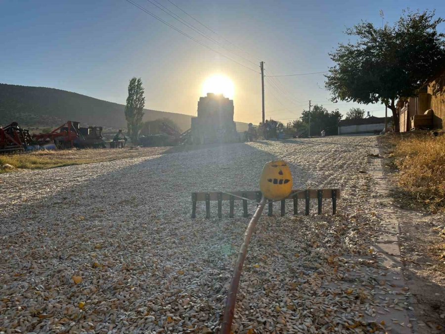 Eskişehir’de Kabak Çekirdeği Hasadı Başladı