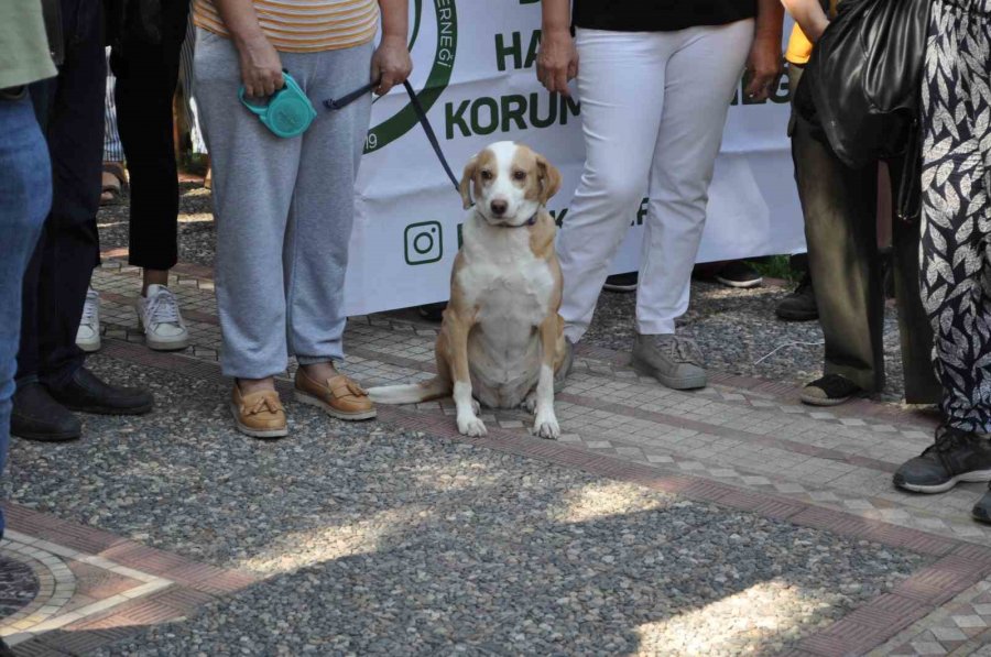 Hayvanseverler Büyükşehir’i Suçladı