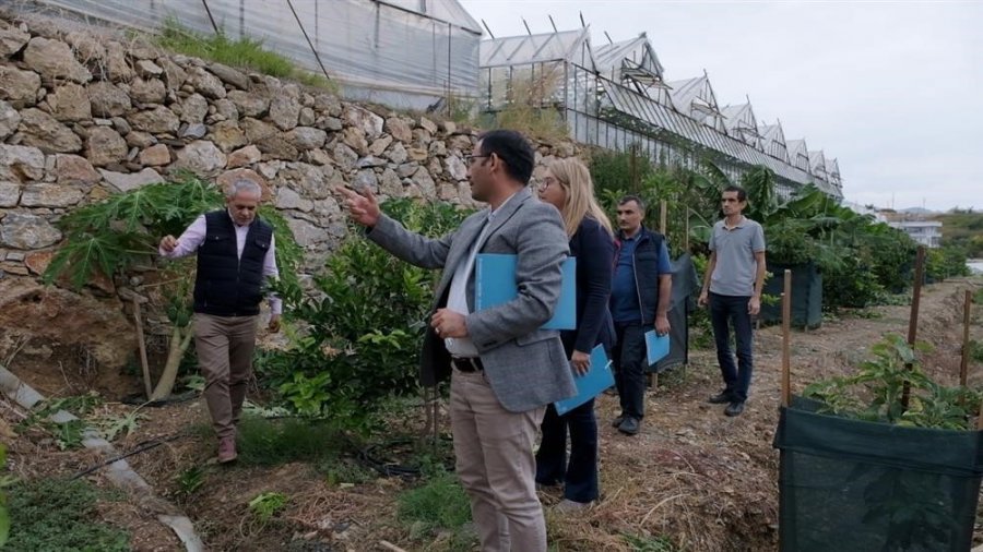 Alanya’da Avokado Ve Mango Temalı Tropik Meyve Festivali Başlıyor