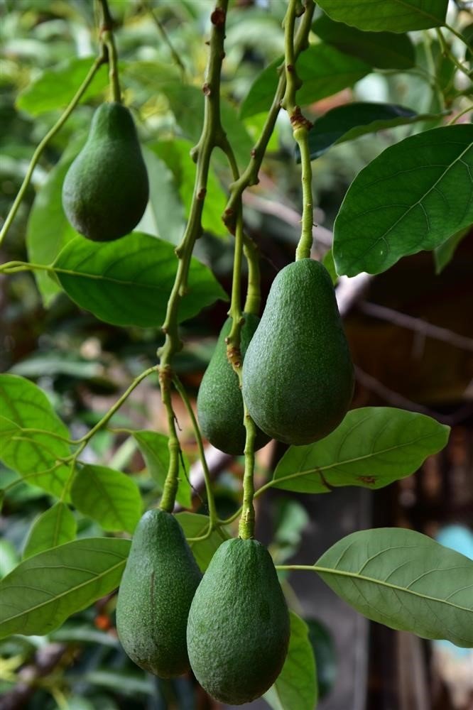 Alanya’da Avokado Ve Mango Temalı Tropik Meyve Festivali Başlıyor