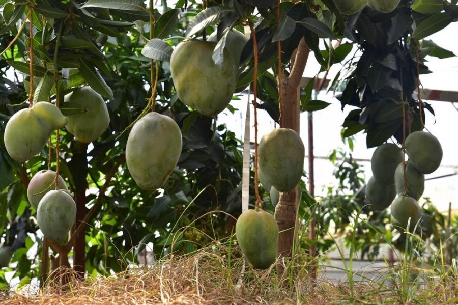 Alanya’da Avokado Ve Mango Temalı Tropik Meyve Festivali Başlıyor