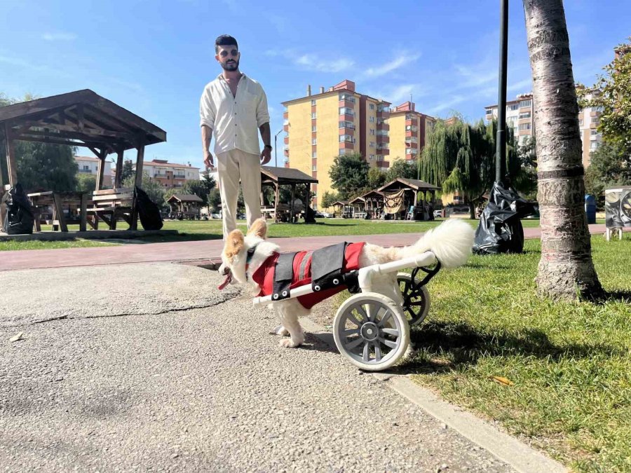 Köpeği Felç Kaldıktan Sonra Müslüman Oldu