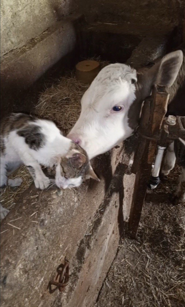 Bağlı Olan Arkadaşı Buzağıyı Sürekli Ziyaret Eden Kedinin Halleri Gülümsetti