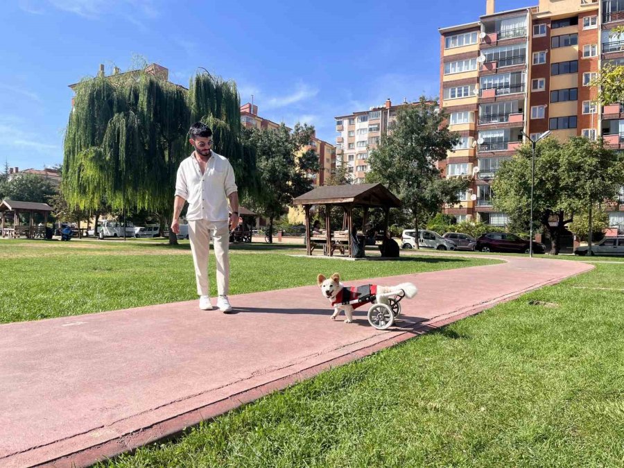 Köpeği Felç Kaldıktan Sonra Müslüman Oldu