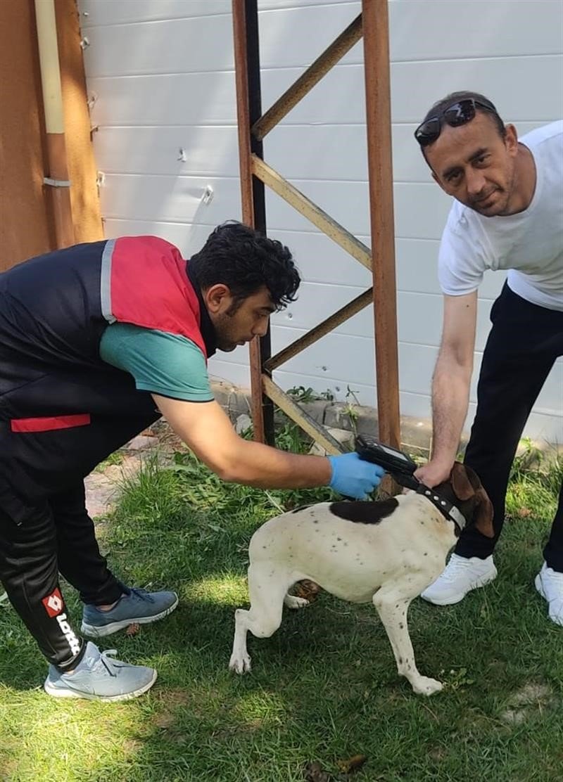 Kuduz Hastalığına Karşı Eskişehir’de 11 Bin Kedi Ve Köpek Aşılandı