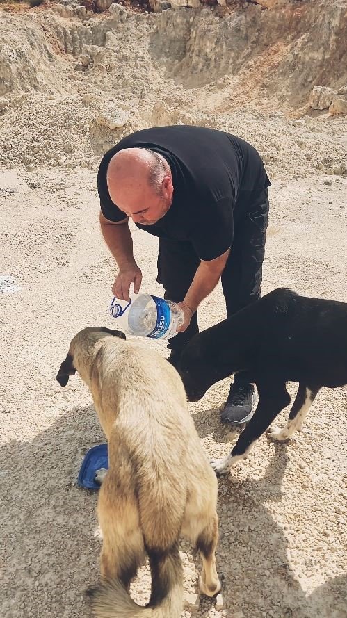 Otomobilindeki 5 Litre Suyu Köpeklere Elleriyle İçirdi, Duygusal Anlar Yaşandı