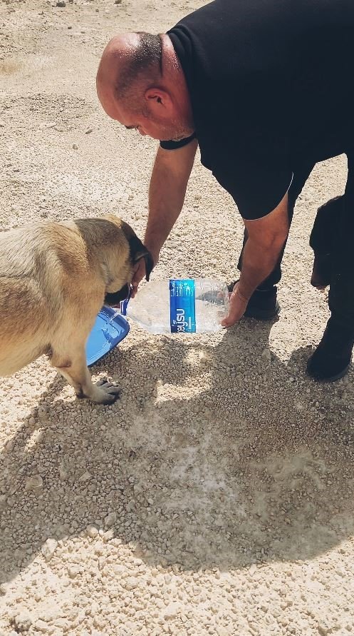 Otomobilindeki 5 Litre Suyu Köpeklere Elleriyle İçirdi, Duygusal Anlar Yaşandı