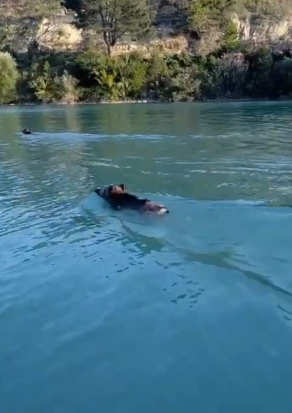 Baraj Gölünde Yüzen Yaban Domuzlarını Gören Vatandaşlar Şaşkına Döndü