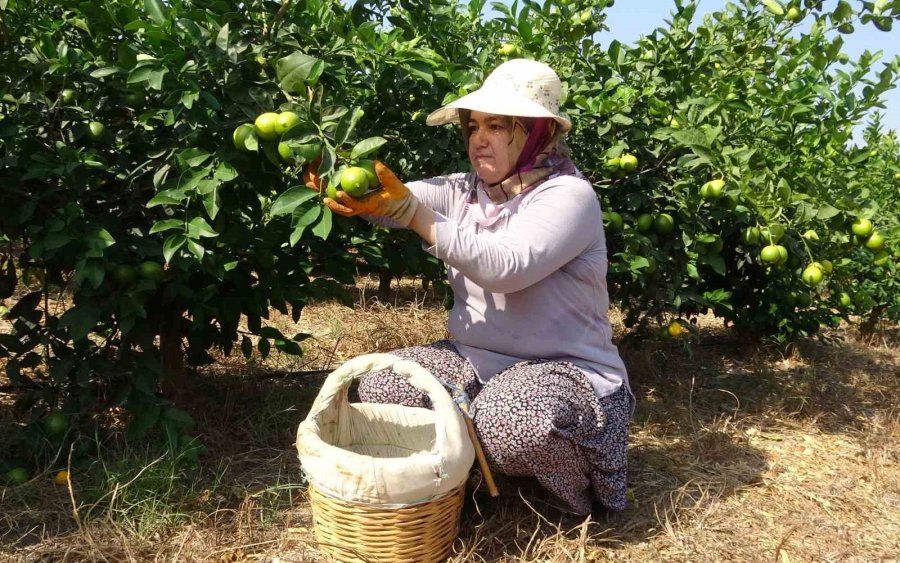 Limonun Başkentinde ’hasat’ Dönemi, 10 Çeşidi Üretiliyor