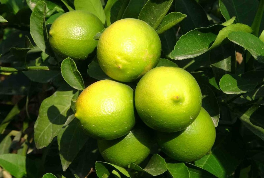 Limonun Başkentinde ’hasat’ Dönemi, 10 Çeşidi Üretiliyor