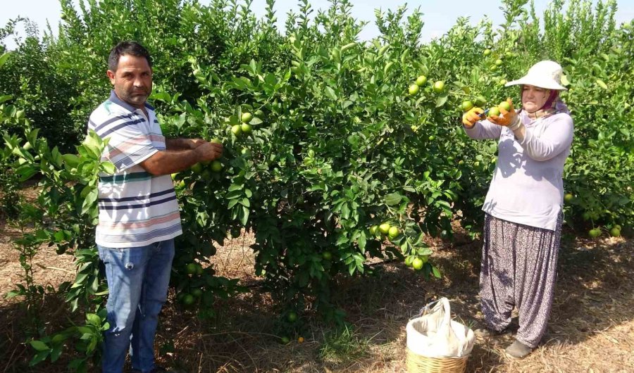 Limonun Başkentinde ’hasat’ Dönemi, 10 Çeşidi Üretiliyor