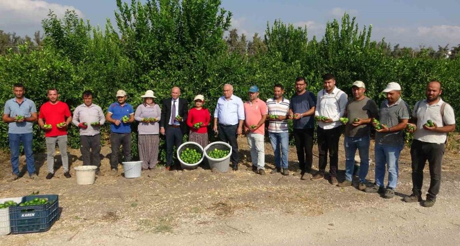 Limonun Başkentinde ’hasat’ Dönemi, 10 Çeşidi Üretiliyor