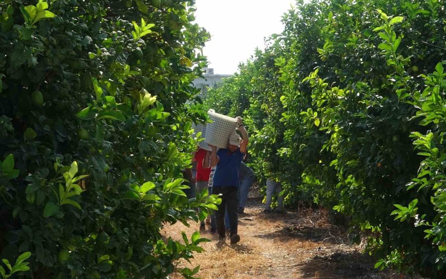 Limonun Başkentinde ’hasat’ Dönemi, 10 Çeşidi Üretiliyor