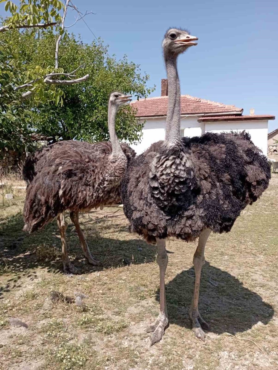 1 Haftadır Kayıp Olan Deve Kuşunu Yakalayamayınca Vurdurup Etini Dağıttı