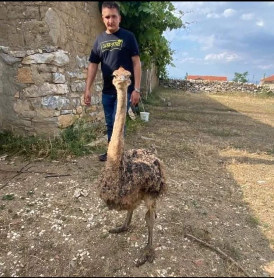 1 Haftadır Kayıp Olan Deve Kuşunu Yakalayamayınca Vurdurup Etini Dağıttı