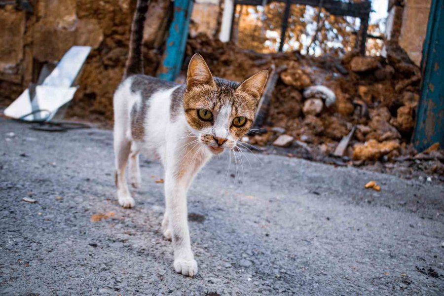 Yangında Küle Dönen Evin İçinde 14 Gündür Yavrularını Arıyor