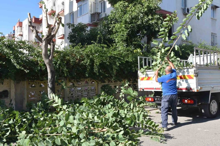 Toroslar Belediyesinden Ağaçlara Kış Bakımı