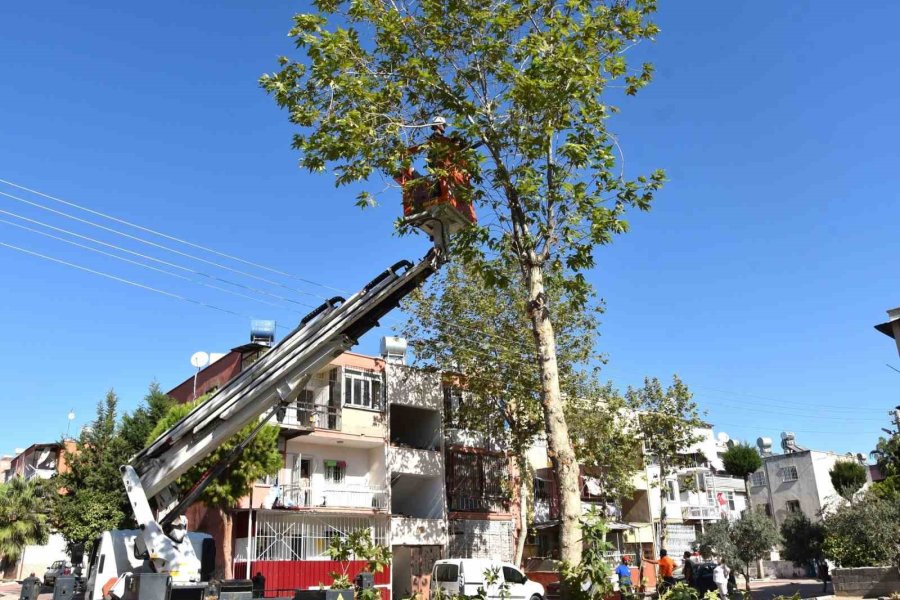 Toroslar Belediyesinden Ağaçlara Kış Bakımı