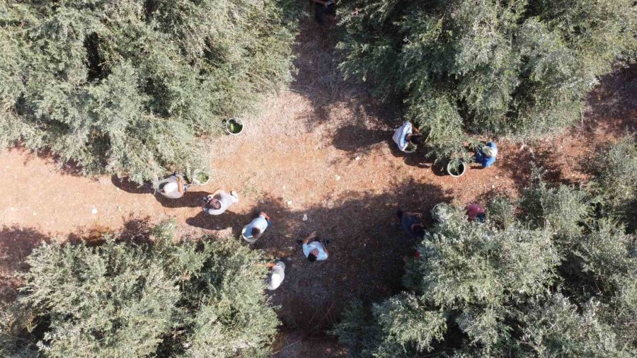 Mersin’de Zeytinin Lezzete Dönüşen Zahmetli Yağ Yolculuğu Başladı