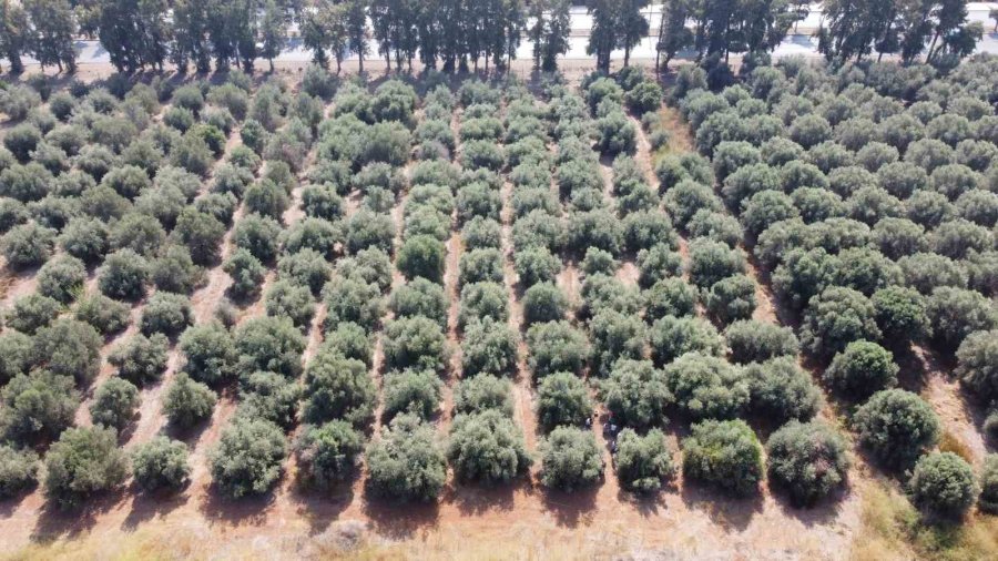 Mersin’de Zeytinin Lezzete Dönüşen Zahmetli Yağ Yolculuğu Başladı