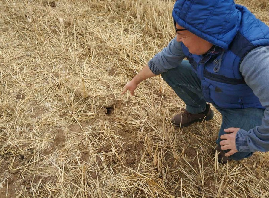 Beyşehir’de Tarlalarda Fare Popülasyonu Artış Gösterdi