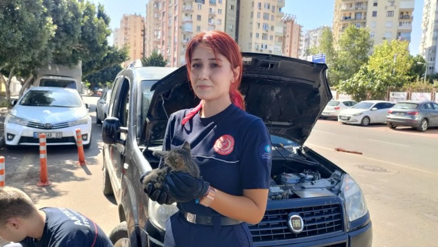 Yavru Kediyi Kadın İtfaiyeci Kurtardı, Avukat Yardımına Koştu