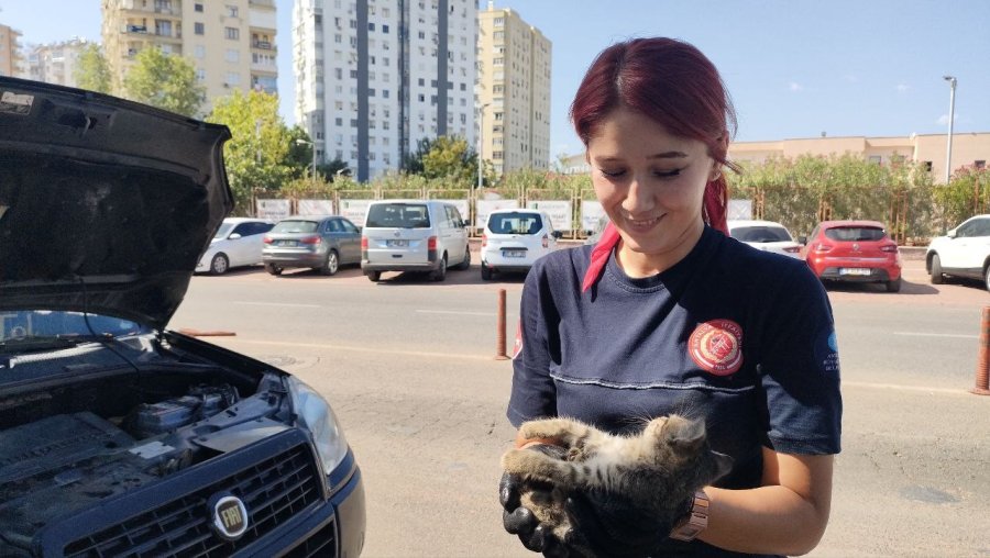 Yavru Kediyi Kadın İtfaiyeci Kurtardı, Avukat Yardımına Koştu