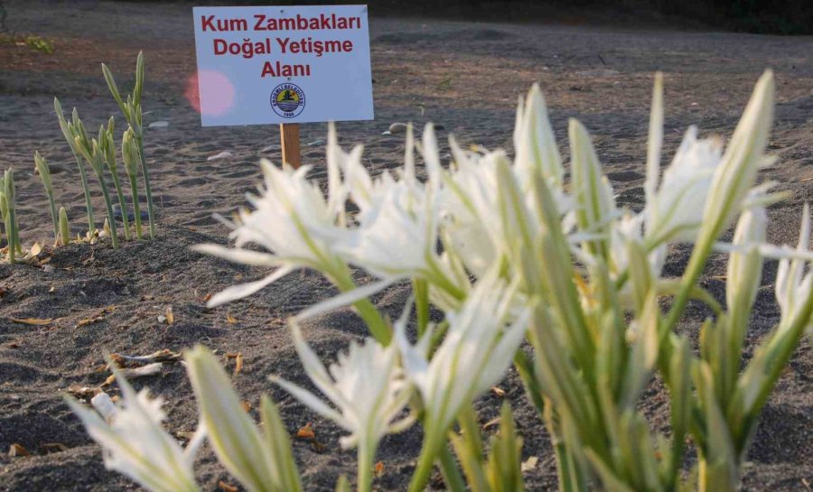 Koparmasının Cezası 244 Bin Tl Olan Kum Zambaklarını Çocuklar Koruma Altına Aldı