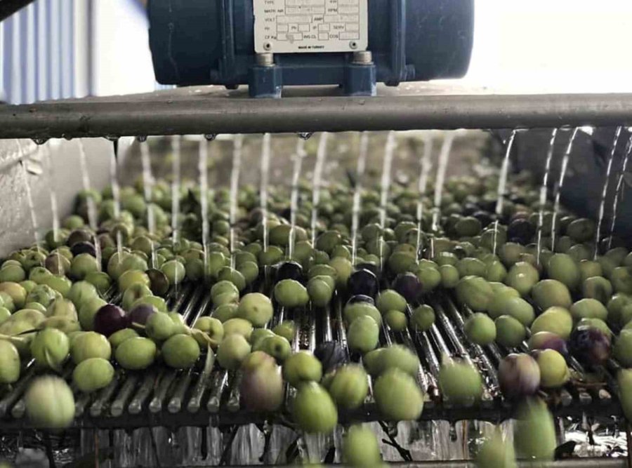 Mut’ta 269 Bin Dekar Alanda 15 Milyon Ağaçta Zeytin Hasadı Başladı