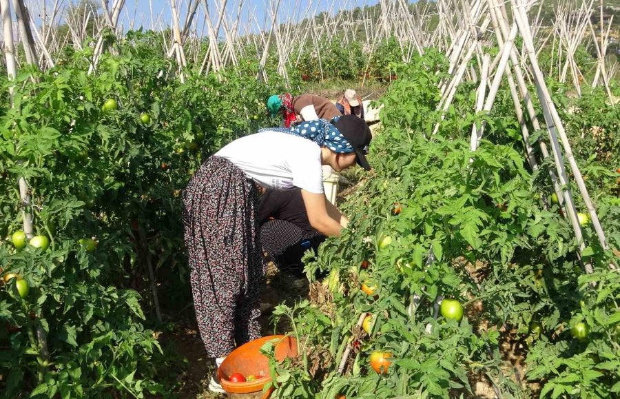 Domateste Güz Hasadı Başladı