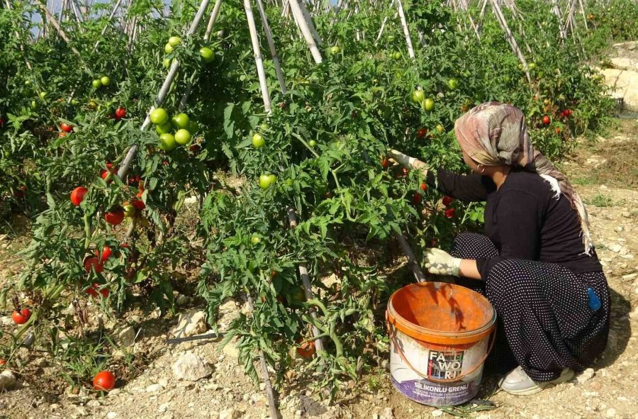 Domateste Güz Hasadı Başladı