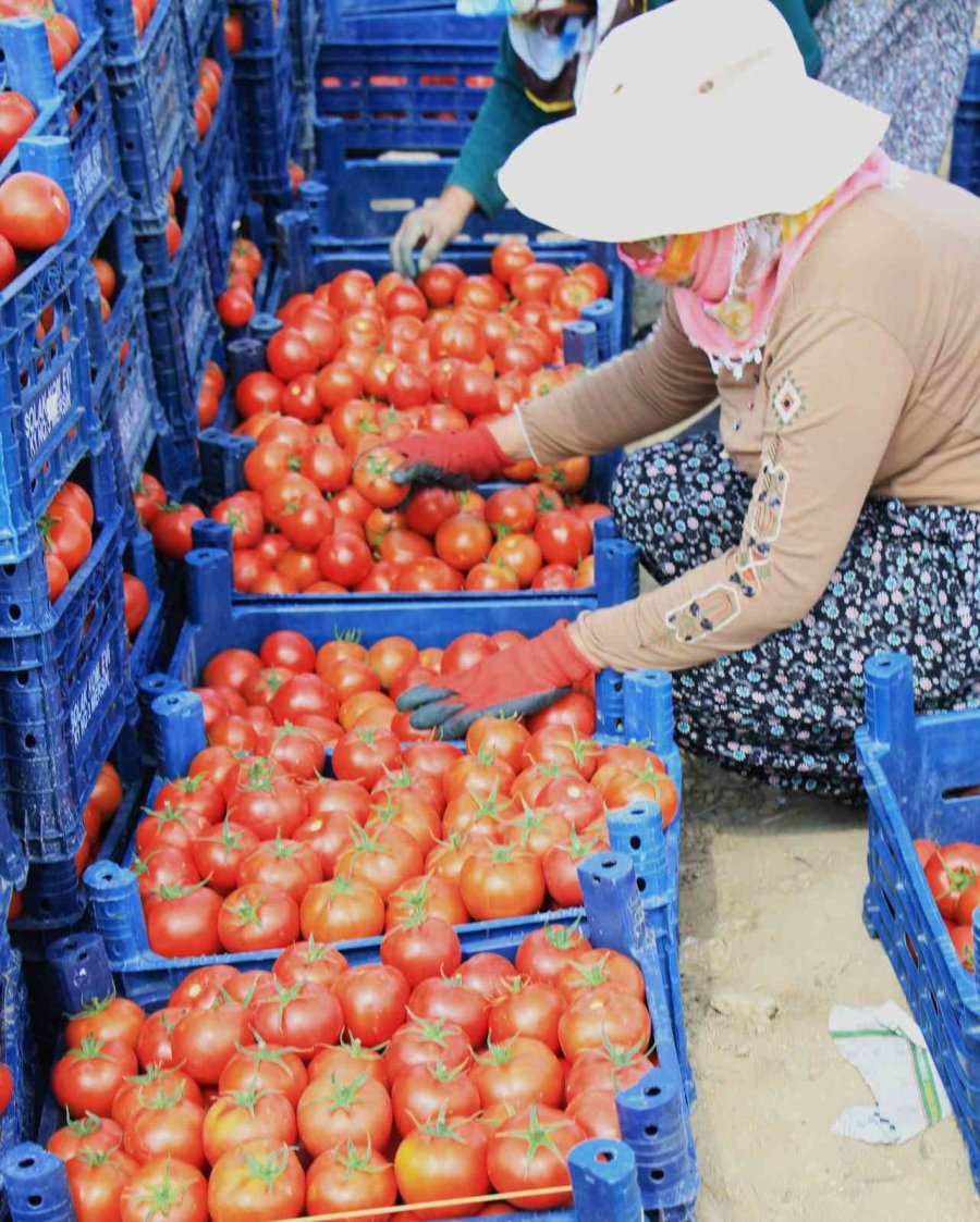 Domateste Güz Hasadı Başladı