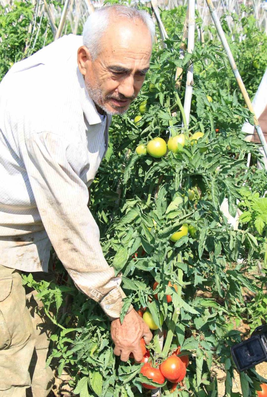 Domateste Güz Hasadı Başladı