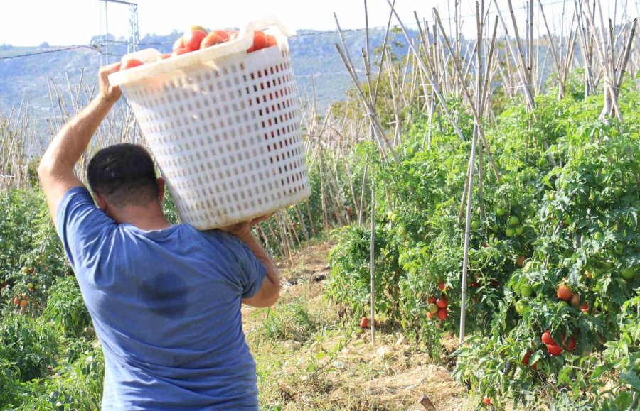 Domateste Güz Hasadı Başladı