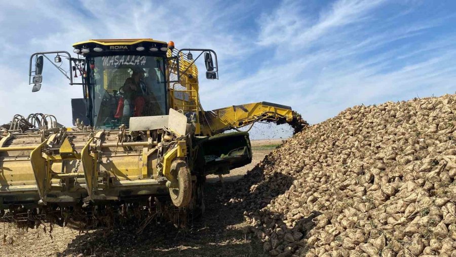 Kulu’da Pancar Hasadı Başladı