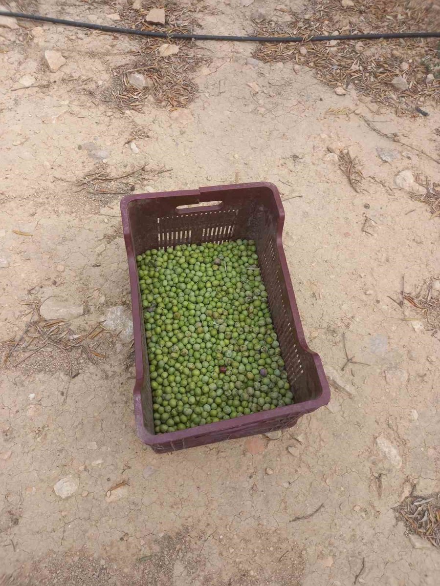 Mersin’de Zeytin Hırsızlığı Çoğaldı, Üreticiler Bahçelerde Nöbet Tutuyor