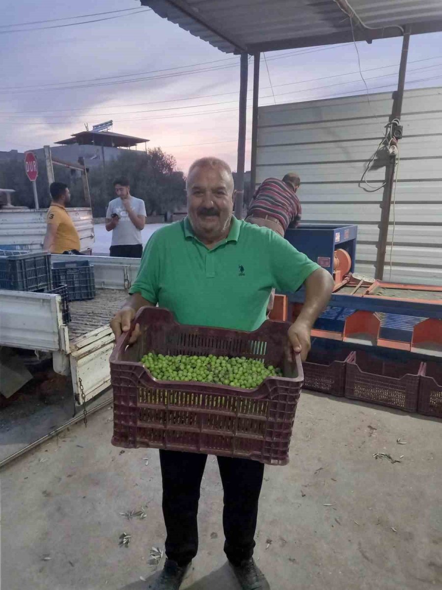 Mersin’de Zeytin Hırsızlığı Çoğaldı, Üreticiler Bahçelerde Nöbet Tutuyor