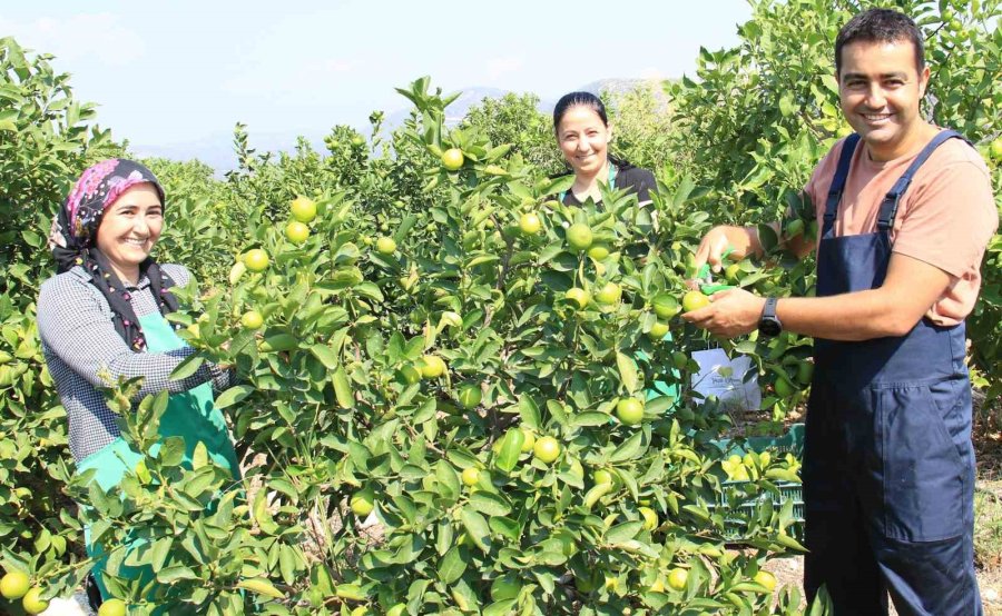 Bu Limon ’yeşil Limon’ Fiyatı: 40 Tl, Diğerleri 3 Tl