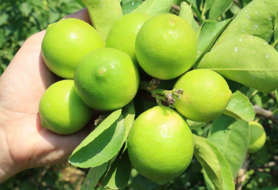 Bu Limon ’yeşil Limon’ Fiyatı: 40 Tl, Diğerleri 3 Tl