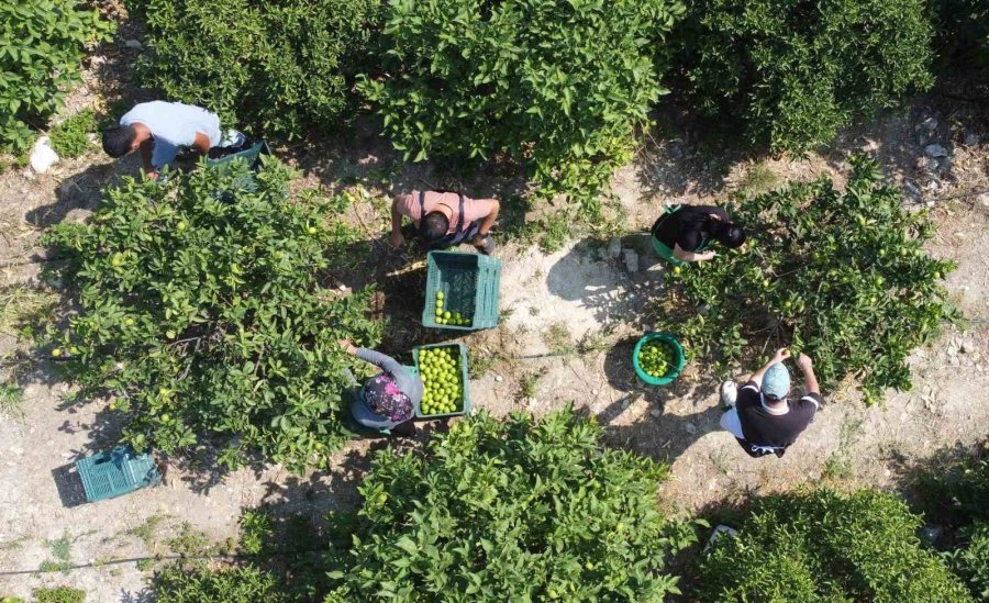 Bu Limon ’yeşil Limon’ Fiyatı: 40 Tl, Diğerleri 3 Tl