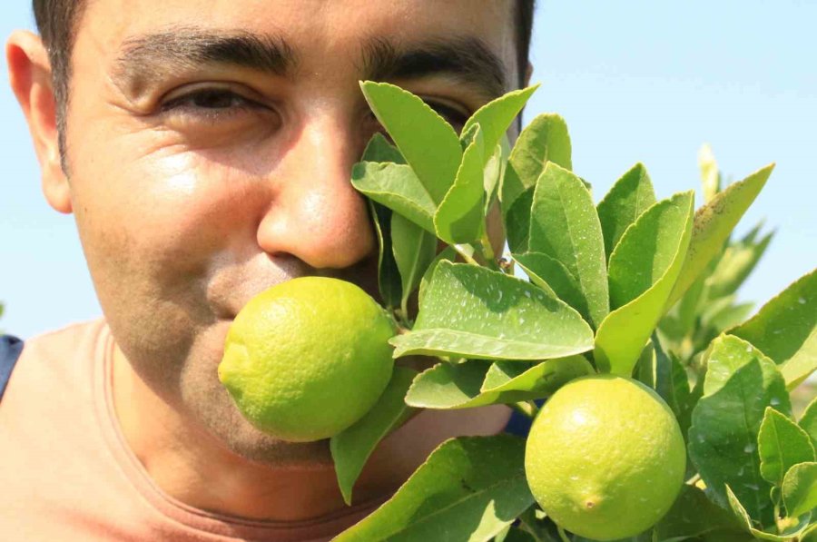 Bu Limon ’yeşil Limon’ Fiyatı: 40 Tl, Diğerleri 3 Tl